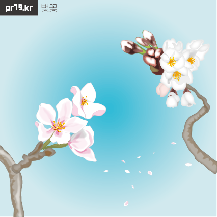 봄의전령사 벚꽃.png